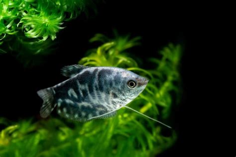 Opaline Gourami: Care, Tank Mates, Size & Lifespan