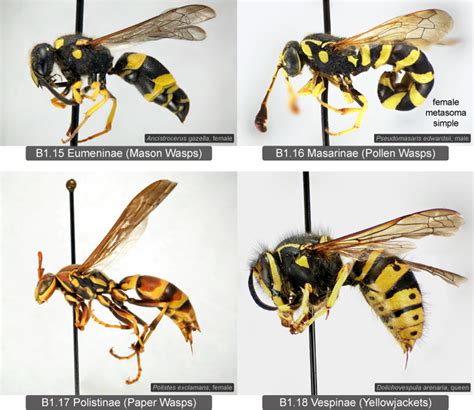 Key to eastern Nearctic Vespidae subfamilies