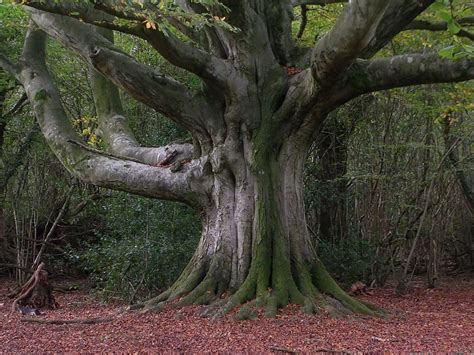 Beech Tree: Pictures, Photos, Images, Facts on Beech Trees