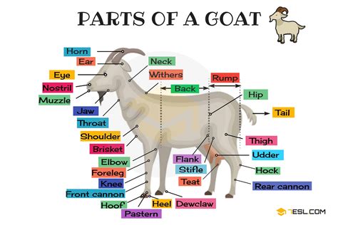 Goat Hoof Anatomy