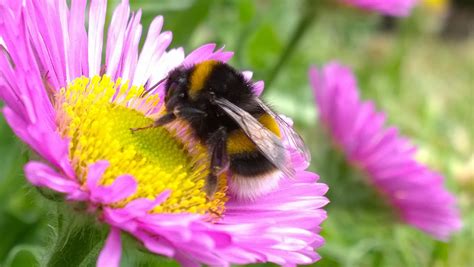 Bumble Bees On Flowers