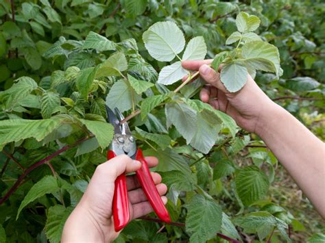 Pruning Raspberry Bushes: How And When To Trim Raspberry Bushes | Gardening Know How