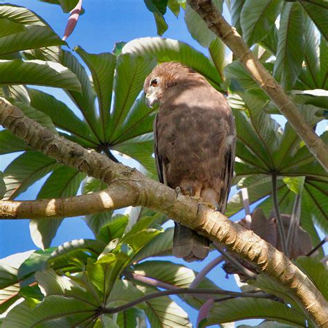 Bird Watching in Hawaii Volcanoes National Park - Volcano Heritage Cottages