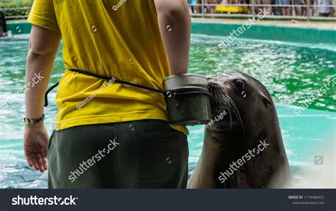 25 Woman feeding sea lion Images, Stock Photos & Vectors | Shutterstock