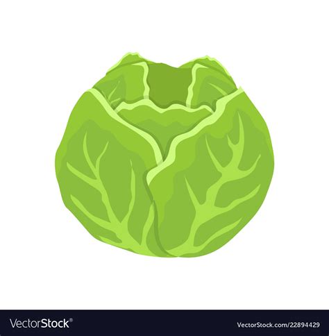 Green cabbage head cartoon isolated icon Vector Image