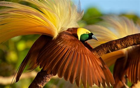 Cerita Rakyat Indonesia: Asal Mula Burung Cenderawasih