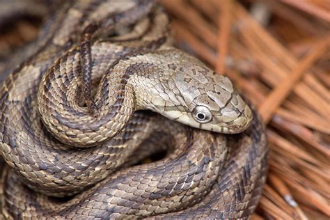 Rat Snake Photograph by Derek Thornton - Pixels