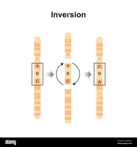 Scientific Designing of Inversion Chromosomal Mutation. Colorful ...