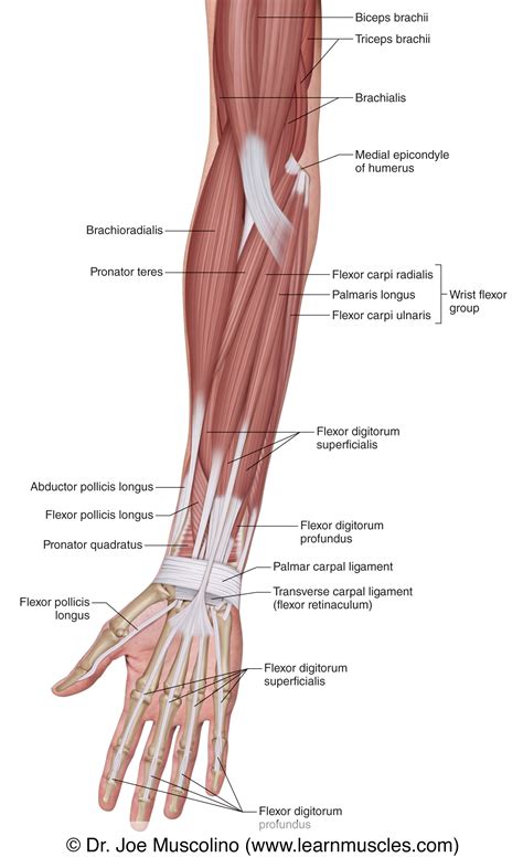 Arm Muscle Diagram Anterior