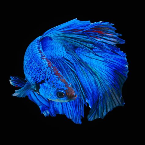 Remarkably Astonishing Facts About Betta Fish - Pet Ponder