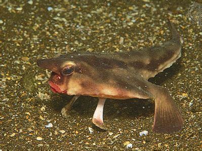 Batfish | Deep-Sea, Anglerfish, Anguilliform | Britannica