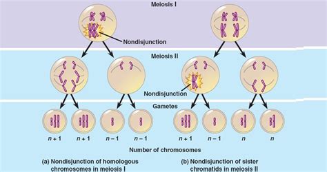 Aneuploidy in meiosis - Biology Stack Exchange