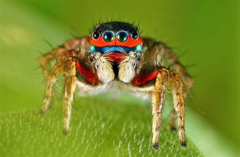 https://flic.kr/p/JWJWWR | Colorful jumping Spider | Adult male jumping ...