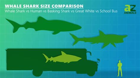 Basking Shark vs Whale Shark: Which is Bigger? - A-Z Animals