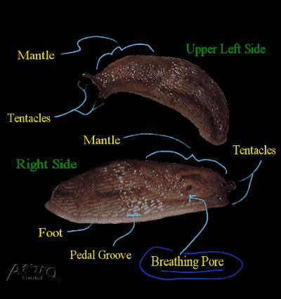 Slug Anatomy - Anatomy Book