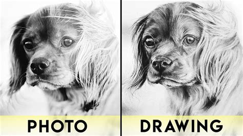 Realistic Step By Step Drawing Animals - Fuegoder Revolucion