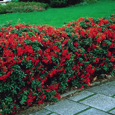 List Of Evergreen Privacy Shrubs Simple Ideas | Home decorating Ideas