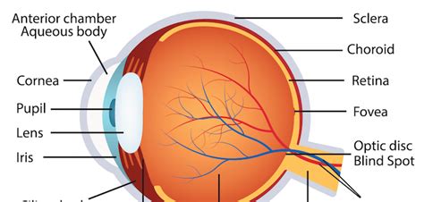 human-eye-anatomy | La Pine Eyecare Clinic