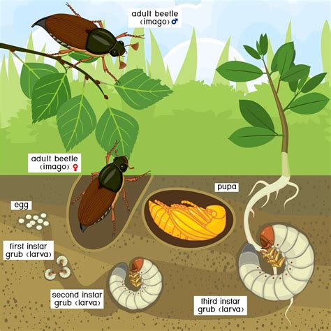 Break the Beetle-Grub Cycle! | ProLawn | Pest Control