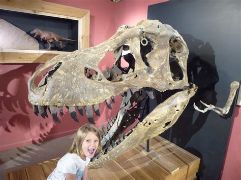 You Can Touch Dinosaur Bones at the Morrison Natural History Museum | Family Well Traveled