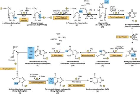 Metabolism of Purine & Pyrimidine Nucleotides | Basicmedical Key