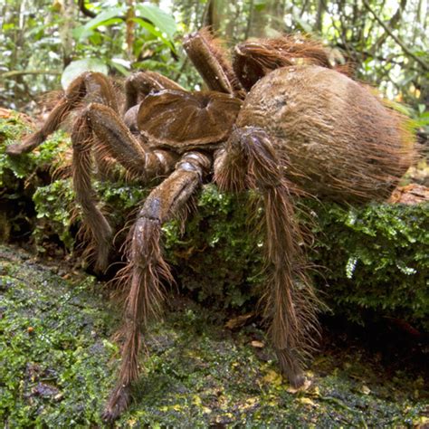 Fangs Goliath Birdeater Biggest Spider In The World - bmp-cyber