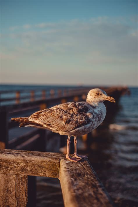 Close up of Flying Seagull · Free Stock Photo