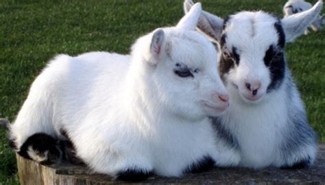 Pygmy Goat Breed – Everything You Need to Know