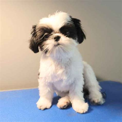 Shih Tzu First Hair Cut: What Should You Expect?