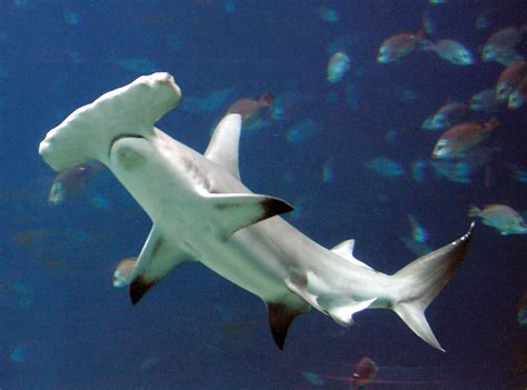 Hammerhead shark | Diet, Size, & Facts | Britannica