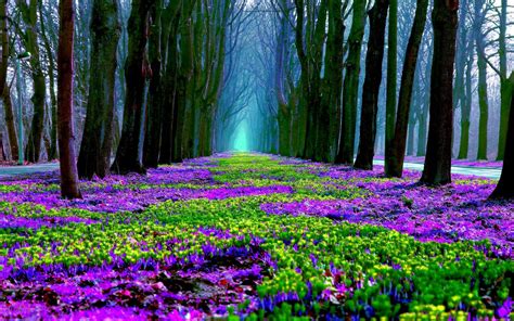 Spring Flowers in Forest Computer Wallpapers, Desktop Backgrounds ... Wallpaper Earth, Forest ...