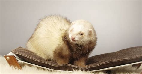 Ferret Color Chart