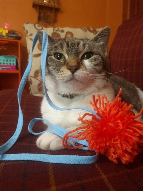 DIY Yarn Cat Toys - The Domestic Geek Blog