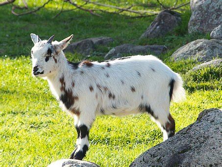 1+ Free West African Pygmy Goat & White Images - Pixabay