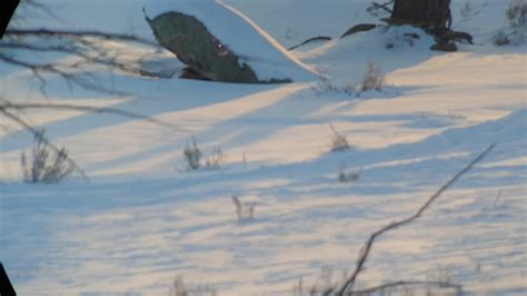 Wolf pack walking through the snow : r/wildlife_videos