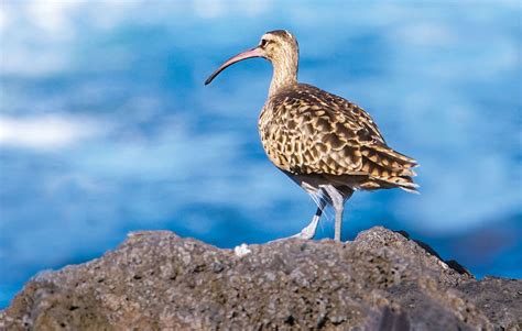 Hawai‘i's Endangered Birds