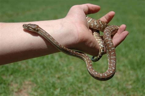 Cutest Pet Snake Breeds (with Pictures) - Embora Pets