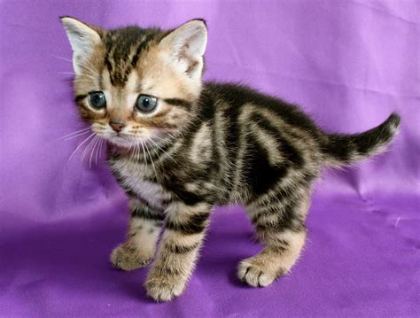 Brown Tabby American Shorthair kitten 2015 - Silver Shorthairs