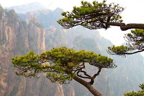 Pine trees and Huangshan mountains, China — Stock Photo © margoriacheva.mail.ru #100383106