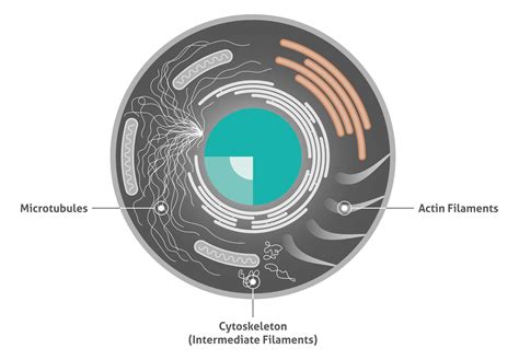 Cytoskeleton Markers | Proteintech Group