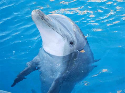 Everything About Animals and Beautiful Beaches: Dolphins