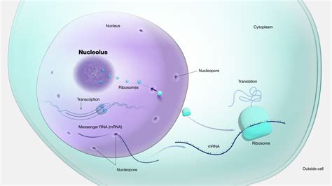 Nucleolus