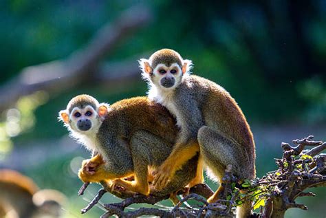 360+ Two Monkeys Hugging Stock Photos, Pictures & Royalty-Free Images - iStock