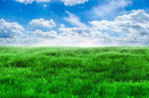 Green Grass And Blue Sky Free Stock Photo - Public Domain Pictures