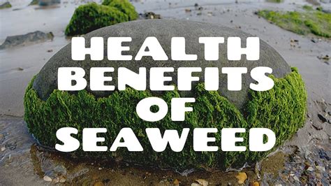 Health Benefits Of Seaweed | The Health Benefits Of Seaweed | Health Benefits Of Eating Seaweed