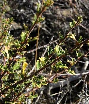 Larrea tridentata (Creosote bush) seeds - Phoenix Desert Seeds