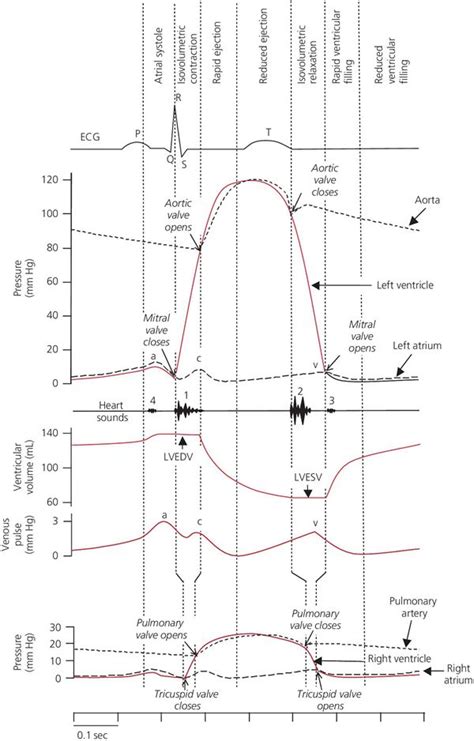 Wiggers Diagram Cardiac Cycle