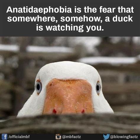 Funny Duck, Funny Animal Memes, Funny Animals, Cute Animals, Funny Memes, Hilarious, Funny ...