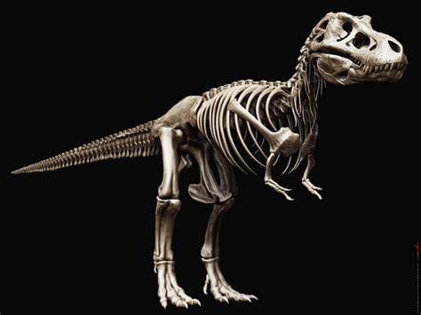 Tyrannosaurus Rex Skeleton by damir-g-martin on DeviantArt