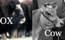 Difference Between Ox and Cow | Difference Between